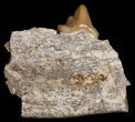 Hyaenodon Jaw Section - Nebraska #10693-1